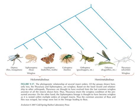 The Relationship Between Crimson Insects and Your Emotional State