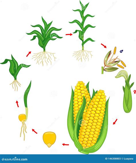 The Relationship Between Dreams of Maize Plants and Personal Growth