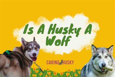 The Relationship Between Husky Reveries and their Untamed Heritage