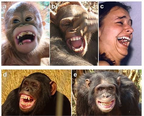 The Relationship Between Primate Physical Gestures and Emotional Displays