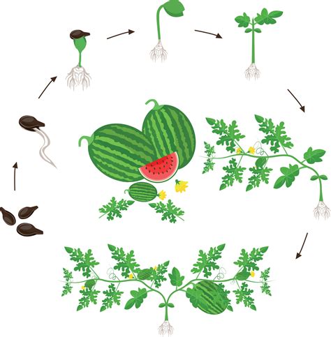 The Relationship Between Watermelon Plants and Growth