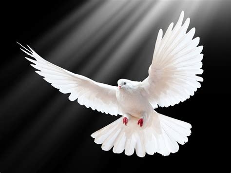 The Relationship Between White Doves and Divine Direction