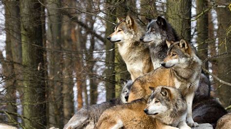 The Relationship Between Wolf Packs and Devotion Revealed in Dreams