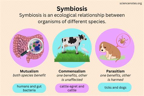 The Relationship Between Worms and Other Illnesses