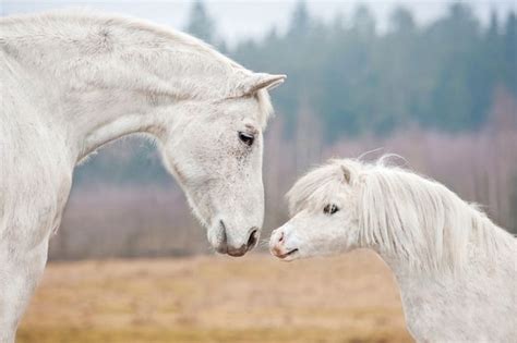 The Relationship between Aged Equines and Nostalgic Themes in the Interpretation of Dreams