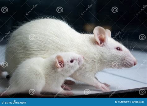 The Relationship between Albino Rodents and Fear within Dreams