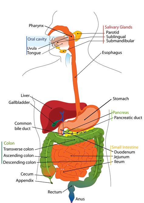 The Relationship between Digestive System Health and Dream Sensations