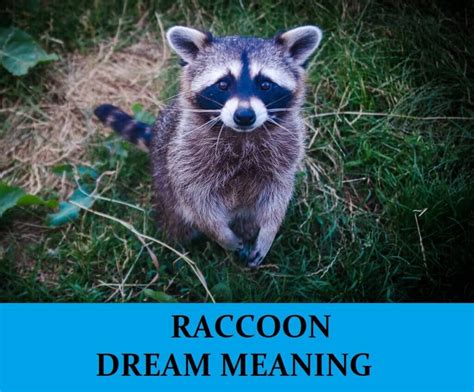 The Relationship between Fear and Raccoon Dreams