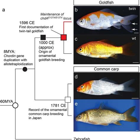 The Relationship between Goldfish and Fertility