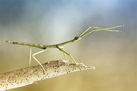 The Remarkable Adaptations of Stick Insects