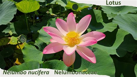 The Remarkable Adaptations of the Resplendent Lotus Blossom in the Natural Realm