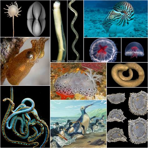 The Remarkable Adjustments of Marine Species