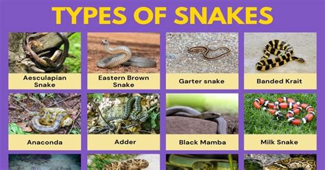 The Remarkable Assortment of Snake species