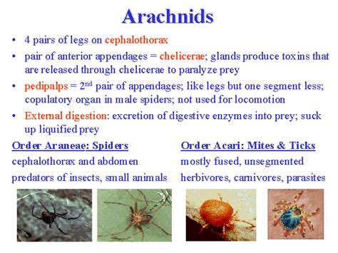 The Remarkable Characteristics of Arachnid Primates