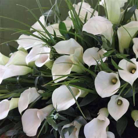 The Remarkable Connection Between White Calla Lilies and Funeral Customs