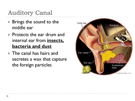 The Remarkable Enigma of the Intrusive Insect in the Auditory Canal