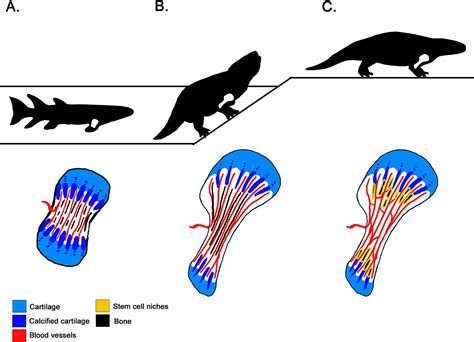 The Remarkable Evolutionary Feats of Diminutive Bones: Unraveling Nature's Intriguing Adaptations