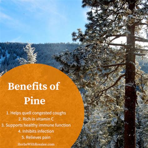 The Remarkable Healing Properties of Pine Trees