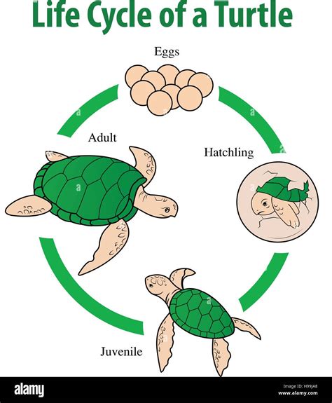 The Remarkable Life Cycle of Oceanic Turtles