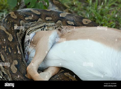 The Remarkable Physiology of Pythons: Swallowing and Digesting Prey