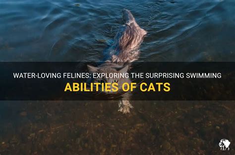 The Remarkable Swimmers: Decoding Cats' Innate Swimming Abilities