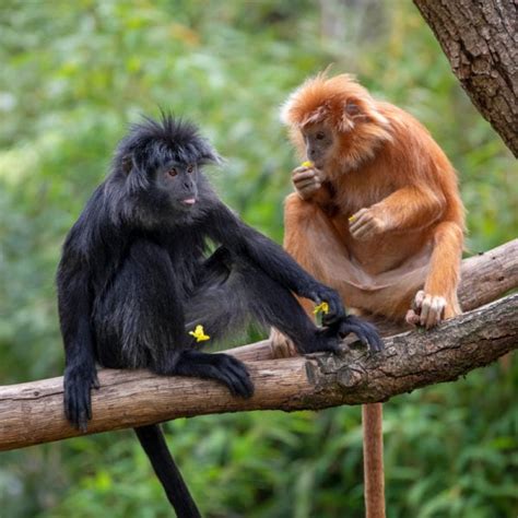 The Remarkable Variety of Primates