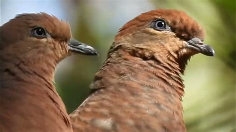 The Reproduction and Breeding Behaviors of Enchanting Rosy Doves