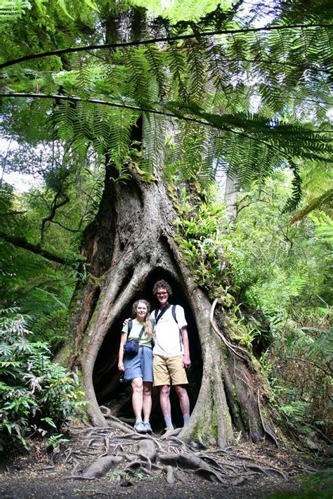 The Restorative Influence of Trees: Decoding the Curative Essence of Arboreal Fantasies