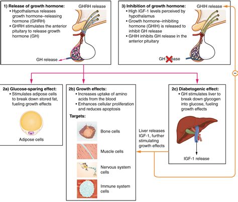 The Rhythmic Symposium: Delving into Hormonal Regulation during the Awakening of Life