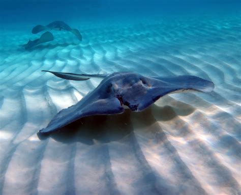 The Rise to Fame: How Stingray Suicide Became an Internet Sensation