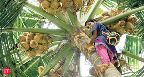 The Rising Demand for Palm Fruit: The Growth of an Industry