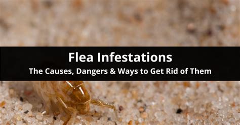 The Risks of Flea Infestations and Their Impact on Your House