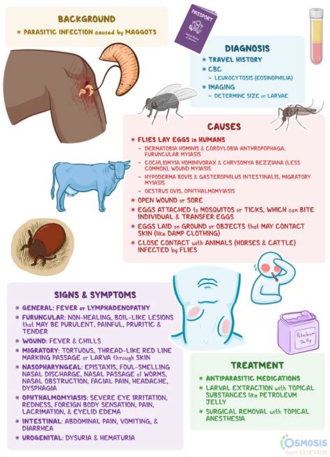 The Risks of Oral Myiasis: Health Hazards and Treatment