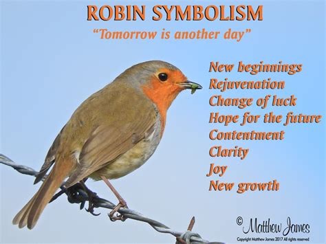 The Robin Redbreast: A Symbol of Hope and Renewal