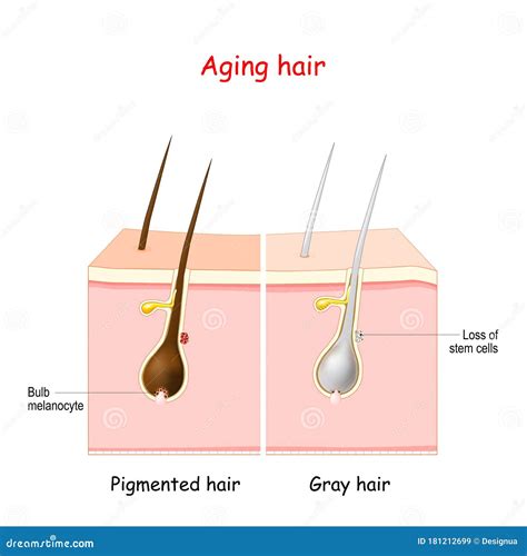 The Role of Age and Mortality in Dreaming About Grey Hair