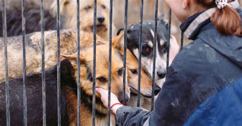 The Role of Animal Rescue Organizations in Combating Animal Hunger