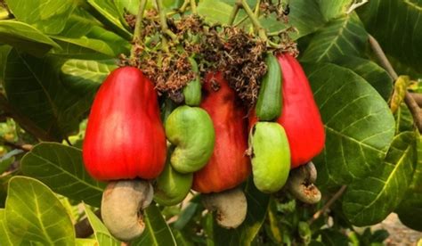 The Role of Climate in Cashew Maturation