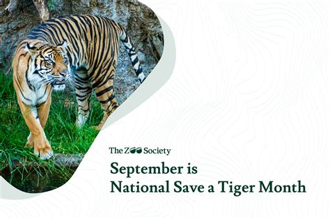 The Role of Conservationists in Tiger Protection