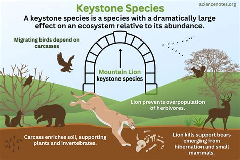 The Role of Deer in Ecosystems: Keystone Species and Ecosystem Engineers