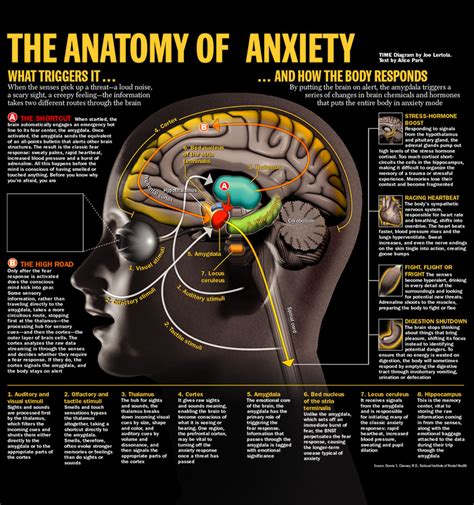 The Role of Dreams in Processing Fear and Anxiety