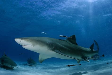 The Role of Education and Awareness in Safeguarding Sharks