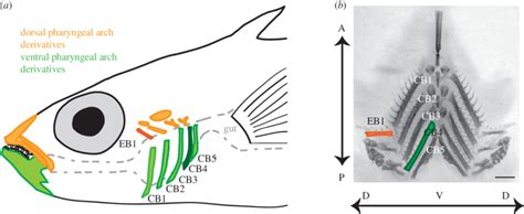 The Role of Emotions in Dreams of Removing Fish From the Oral Cavity