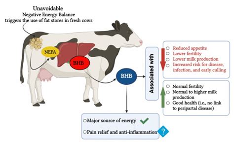 The Role of Exercise in Assisting Bovine Weight Loss