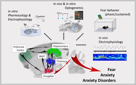 The Role of Fear and Anxiety in Perilous Dreamscapes