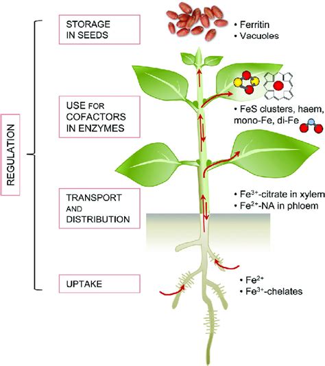 The Role of Fluxes in the Crucial Process of Iron Fusion