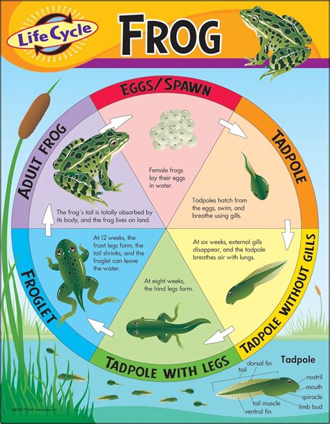 The Role of Frogs in Ecosystems