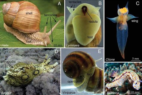 The Role of Gastropods in Ecosystems