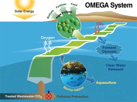 The Role of Green Algae in Oxygen Production