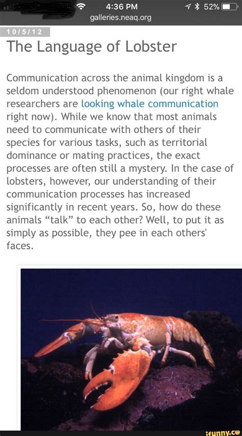 The Role of Lobster Shells in Communication