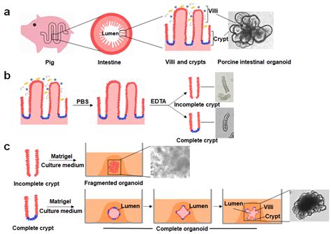 The Role of Porcine Bowel Dreams as a Reflection of Unresolved Issues